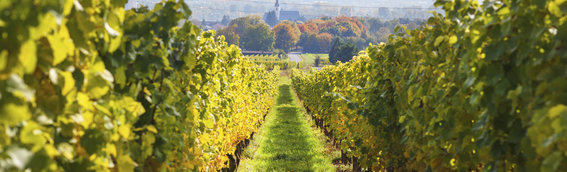 Weinberge an der Mosel, Deutschland
