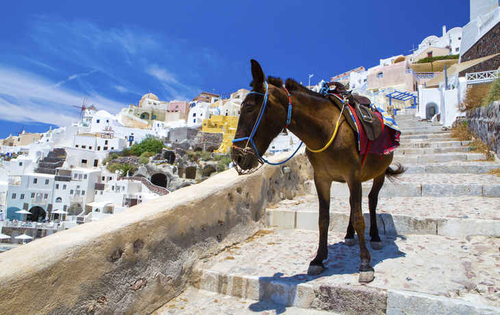 Esel der als Taxi dient in Santorini, Griechenland