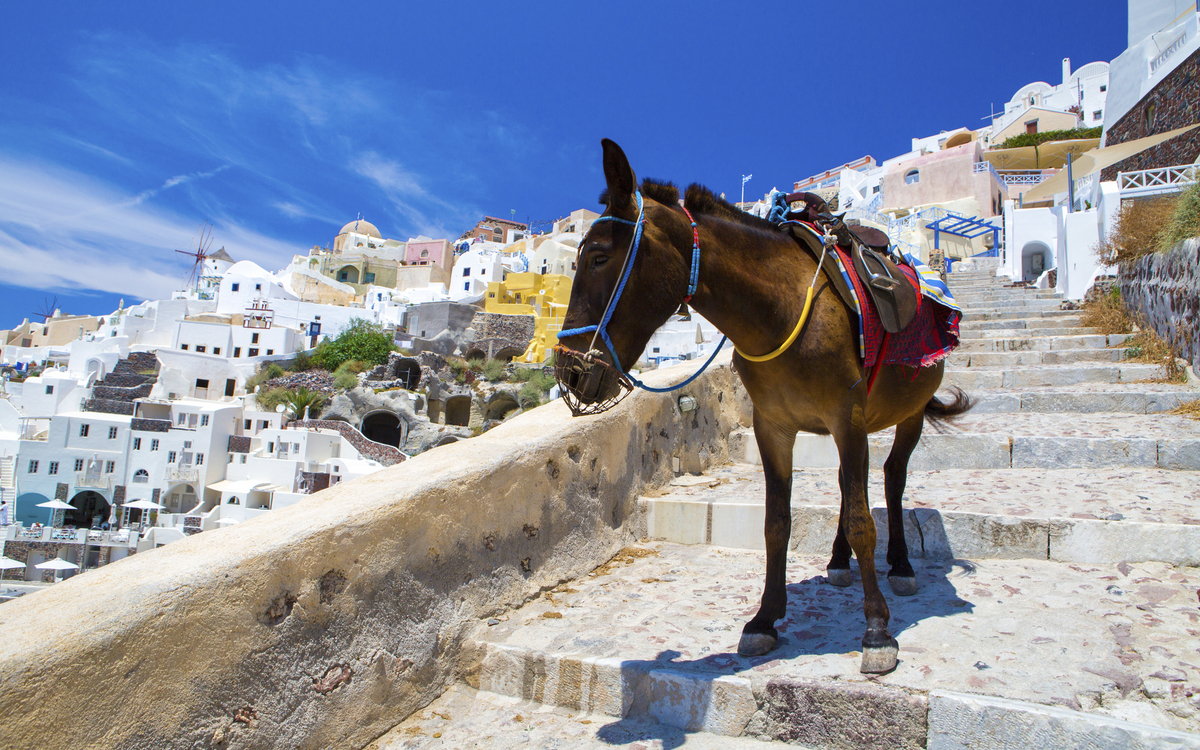 Esel der als Taxi dient in Santorini, Griechenland