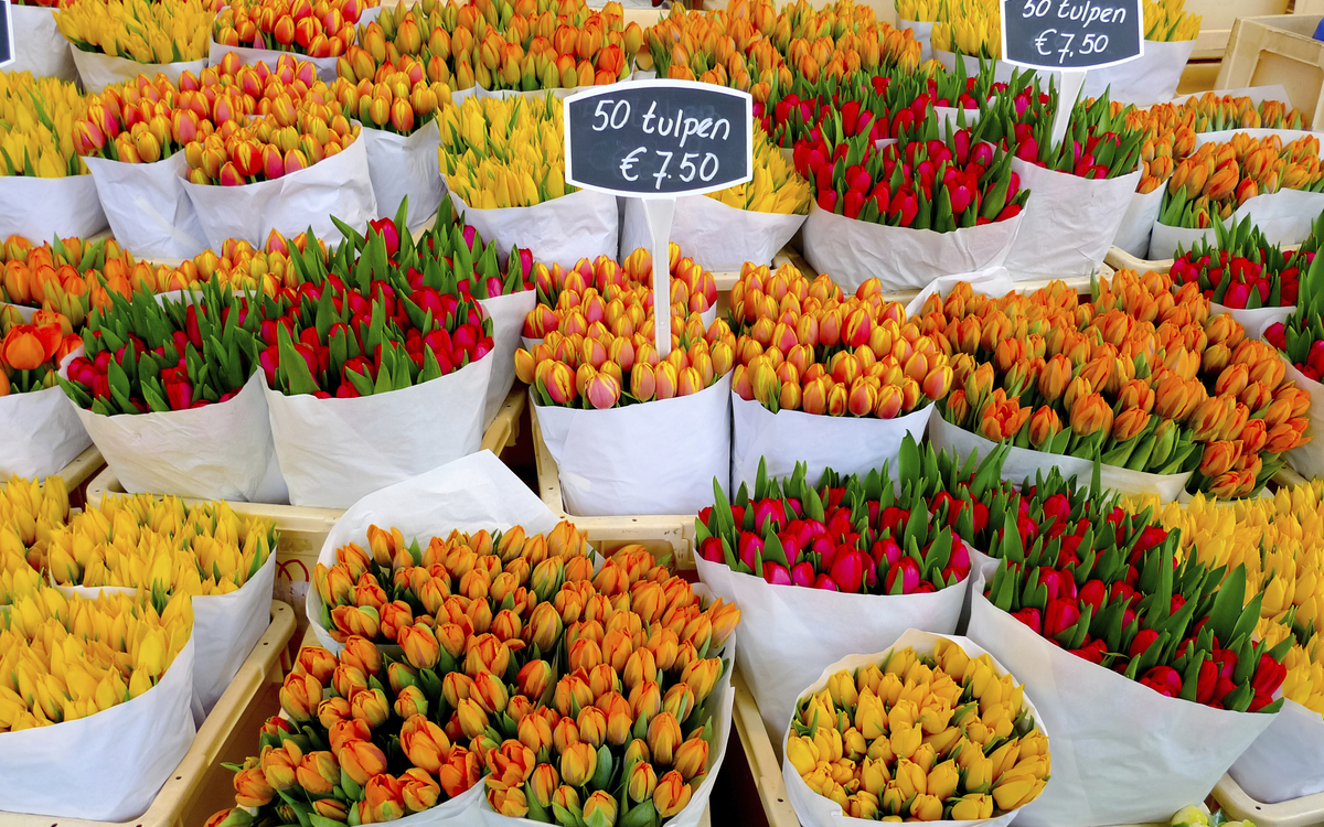 Tulpenmarkt in Amsterdam, Niederlande