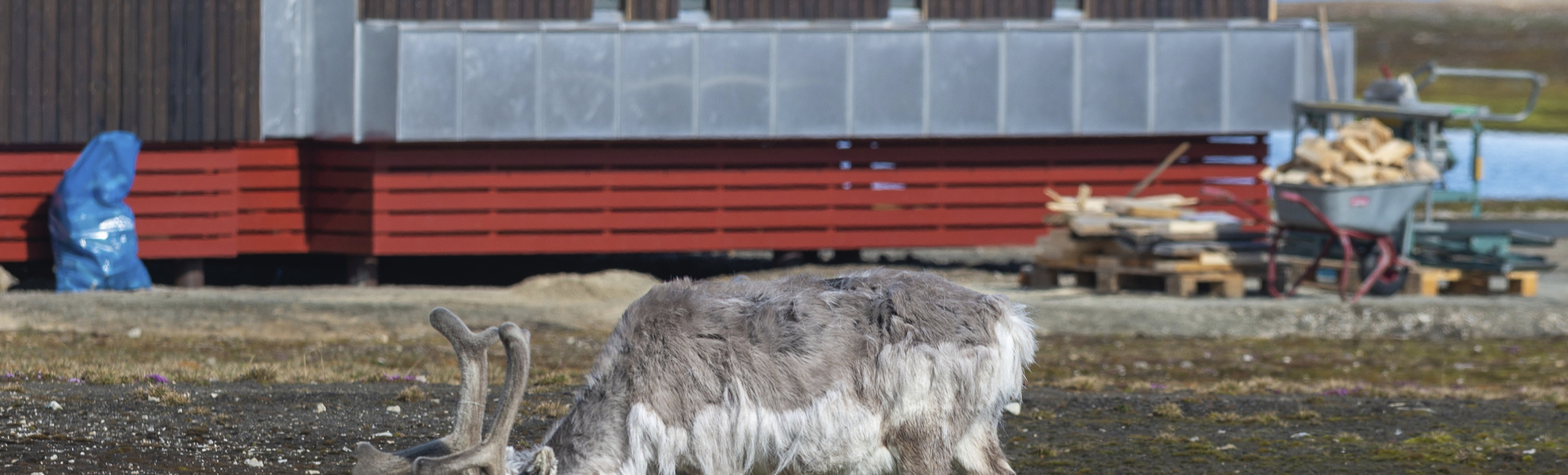 Ny Alesund, Spitzbergen
