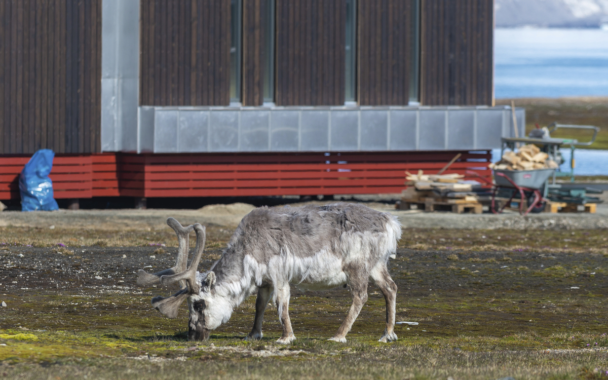 Ny Alesund, Spitzbergen