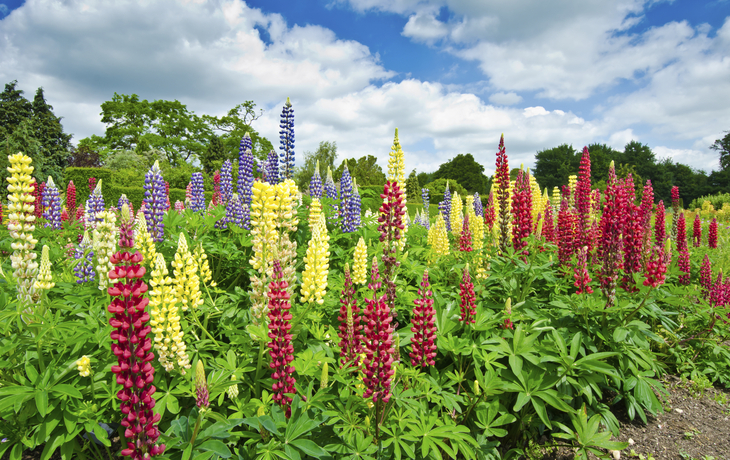 Blumen im botanischen Garten, England
