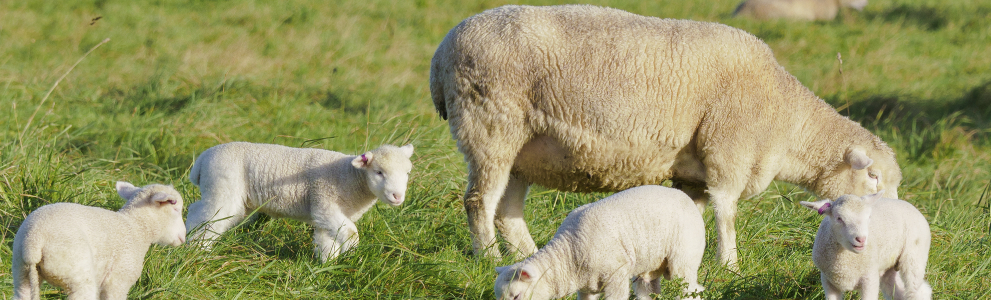 Schafsfamilie in Dorset, England