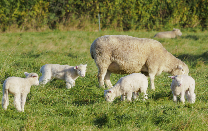 Schafsfamilie in Dorset, England