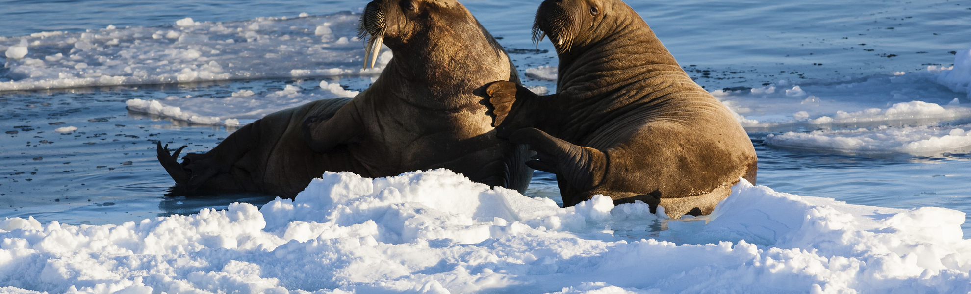 Walrösser in Spitzbergen