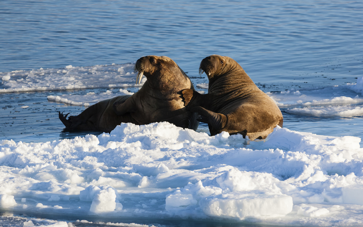 Walrösser in Spitzbergen
