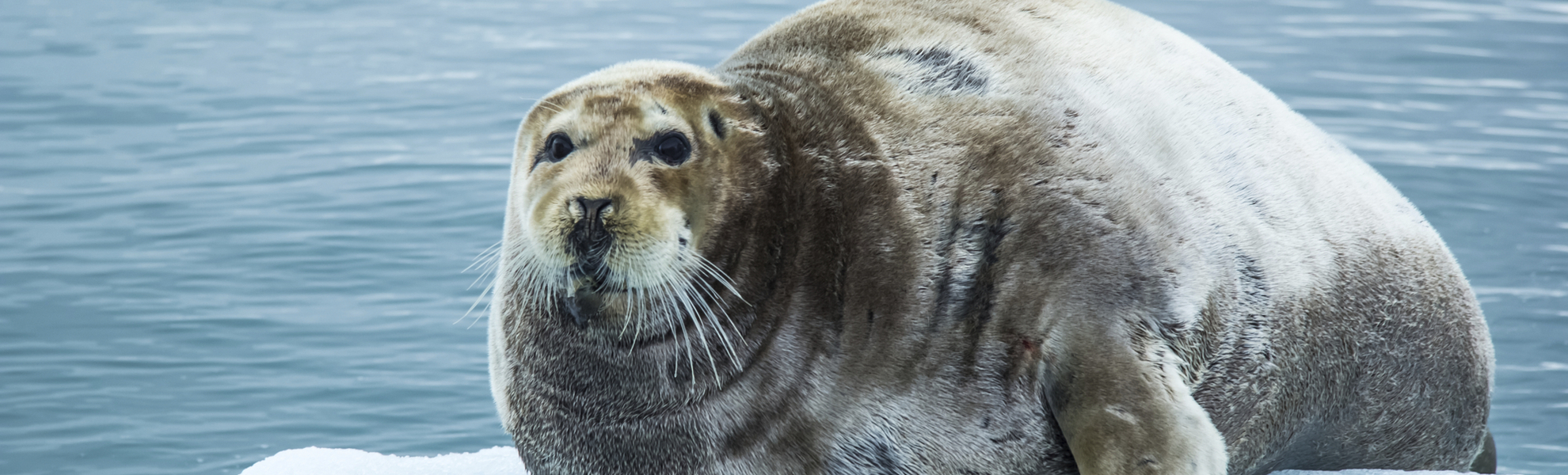 Robbe in Spitzbergen