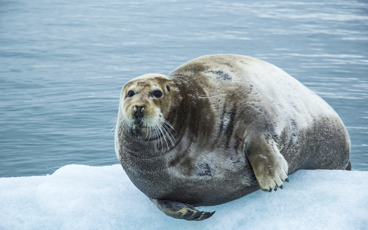 Robbe in Spitzbergen