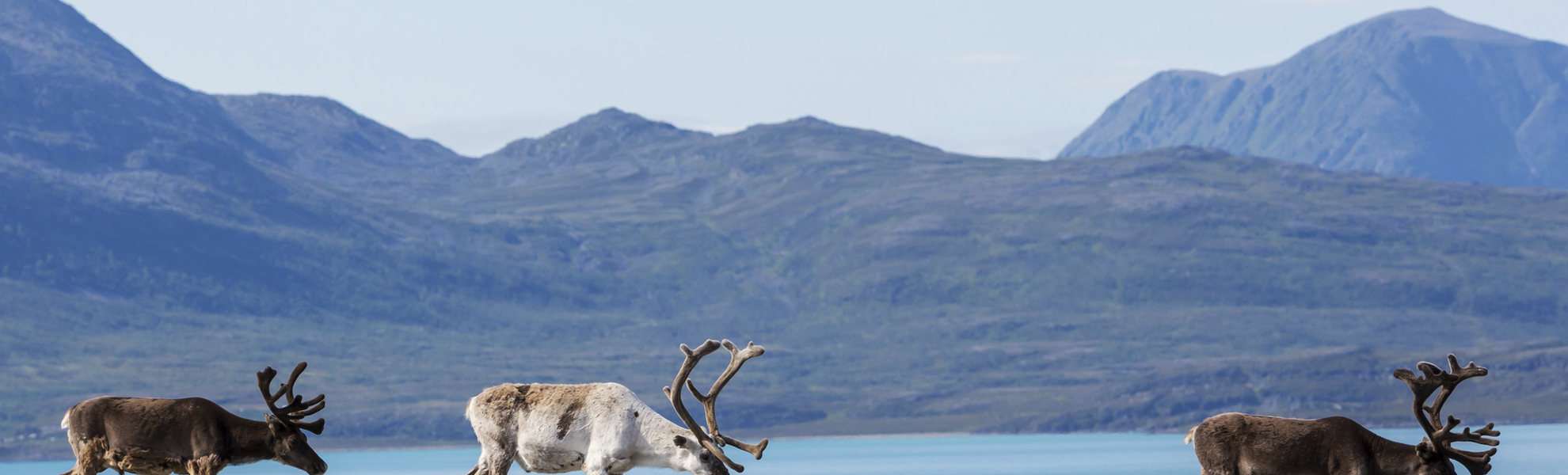 Rentiere in Norwegen