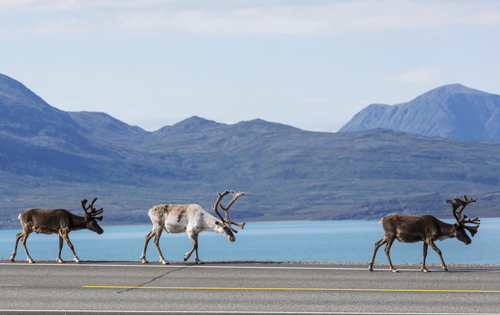 Rentiere in Norwegen