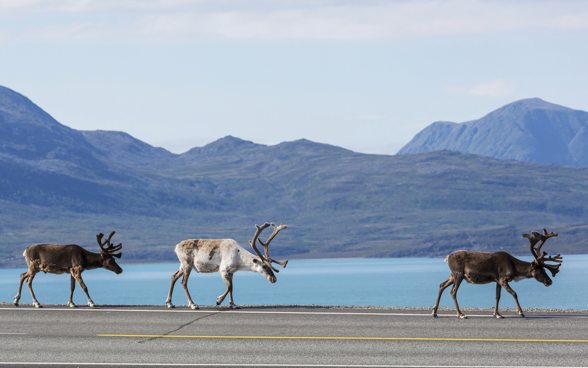 Rentiere in Norwegen