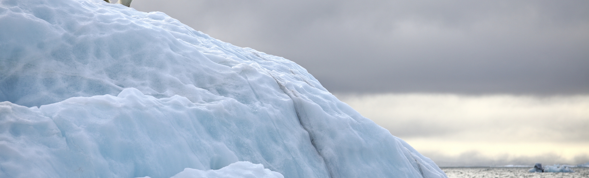 Eisbär in freier Wildbahn, Spitzbergen