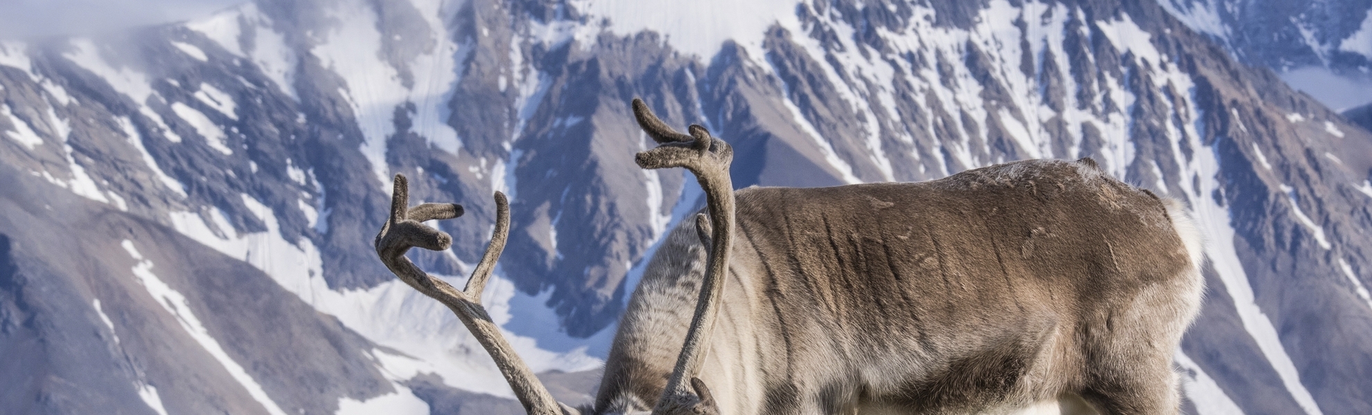 Rentier in Svalbard, Spitzbergen