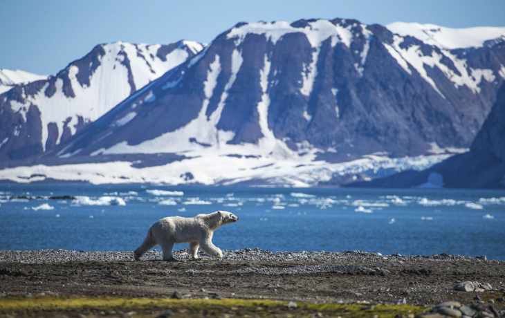 Eisbär in Spitzbergens Landschaft