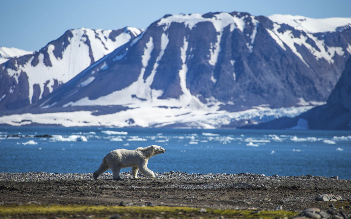 Eisbär in Spitzbergens Landschaft