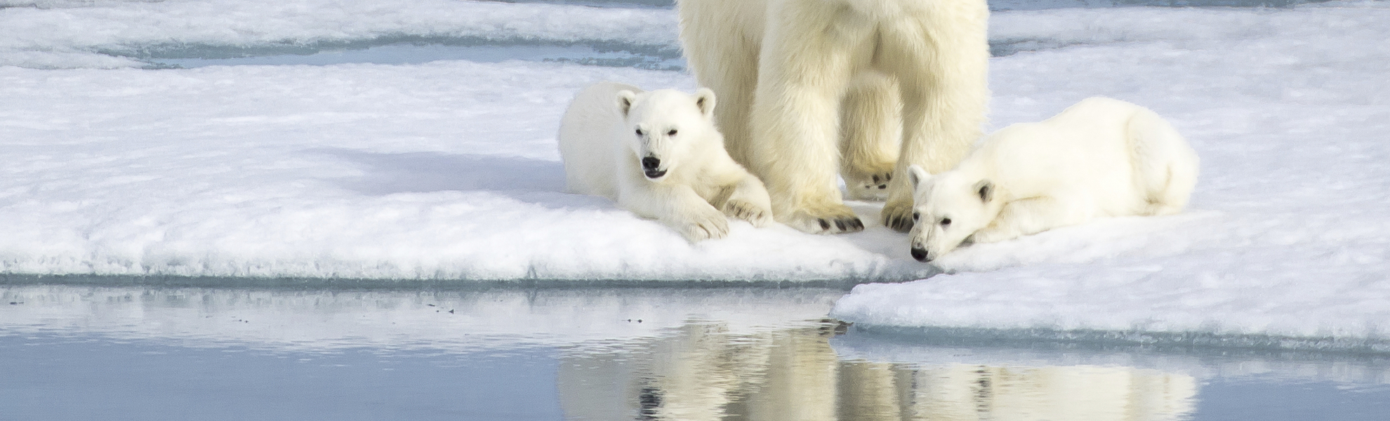 Eisbaeren in Norwegen