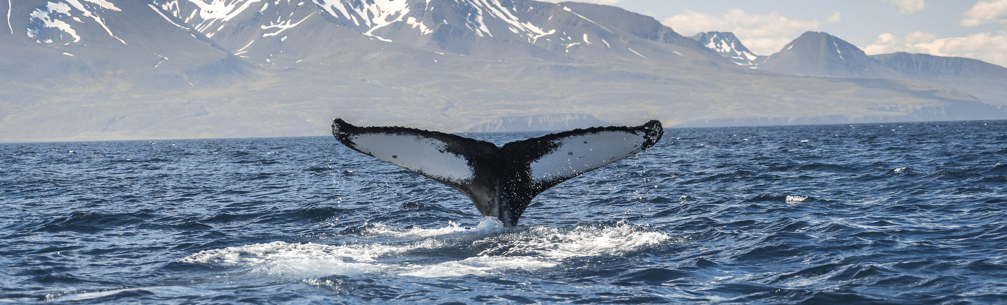 Ein Wal taucht ab vor Islands Küste
