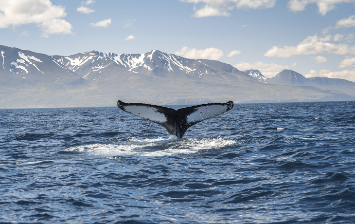 Ein Wal taucht ab vor Islands Küste