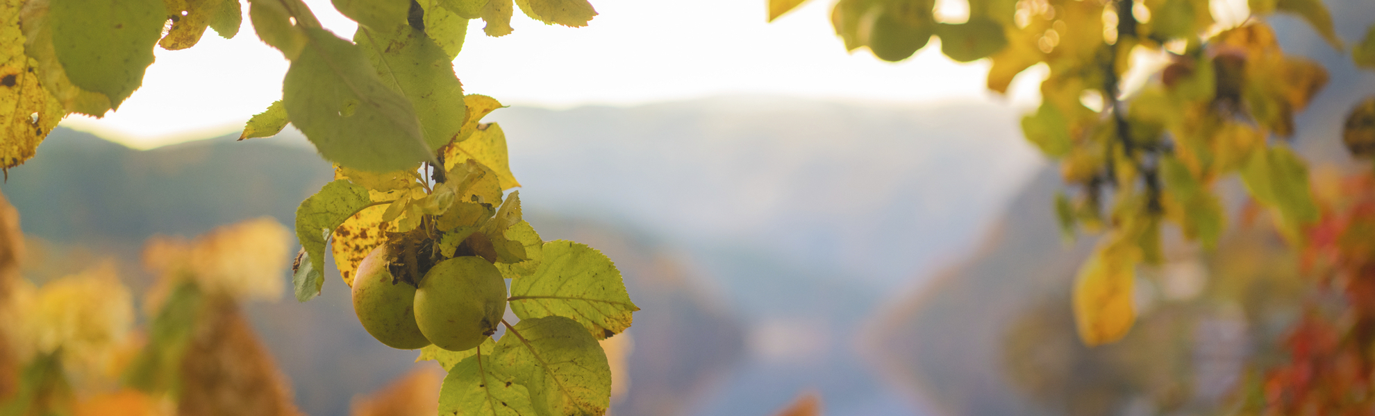 Apfelblüte im Hardangerfjord