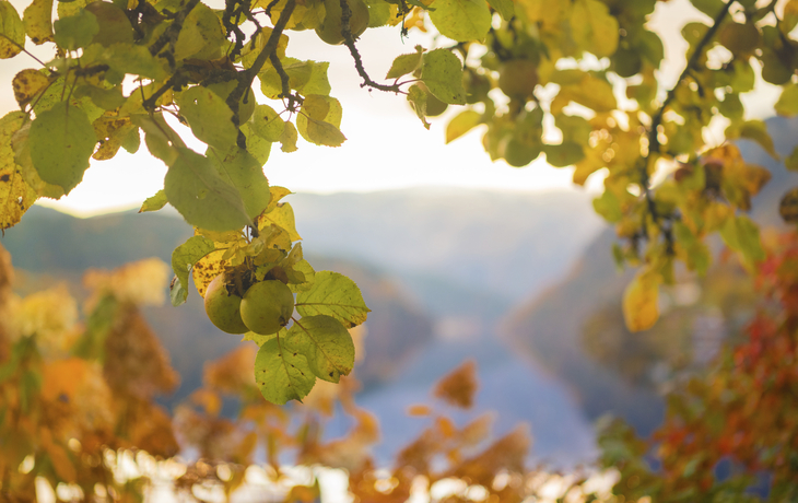 Apfelblüte im Hardangerfjord