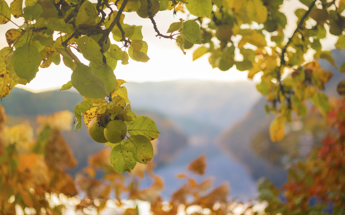 Apfelblüte im Hardangerfjord