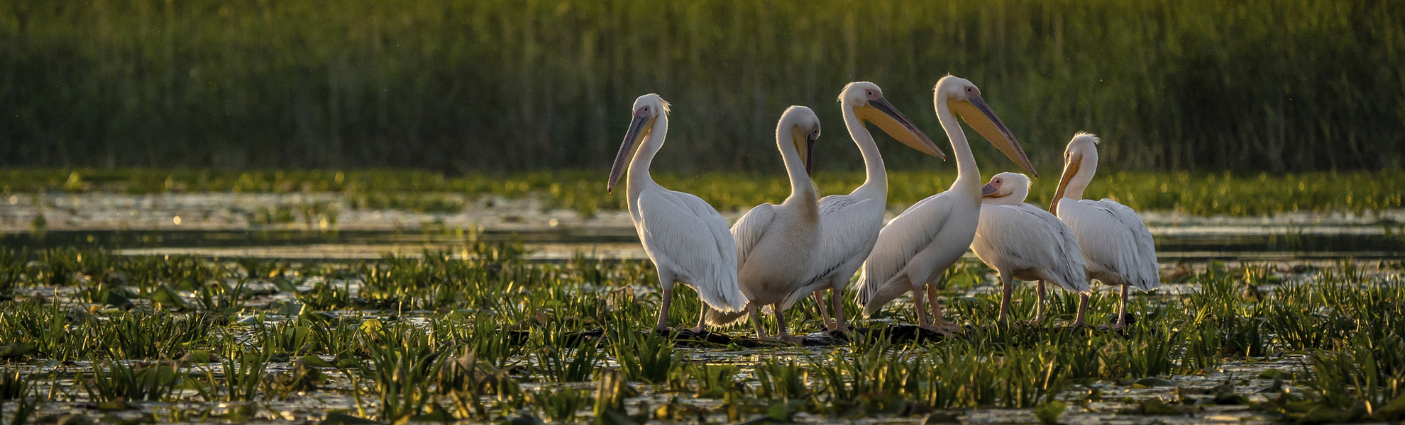 Pelikane im Donaudelta, Rumänien