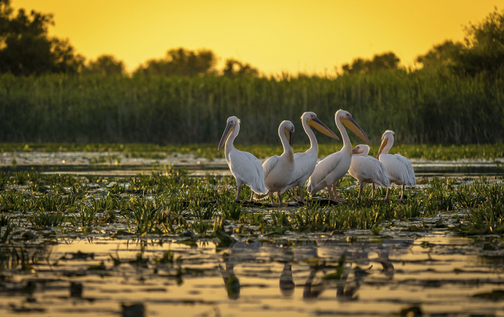 Pelikane im Donaudelta, Rumänien