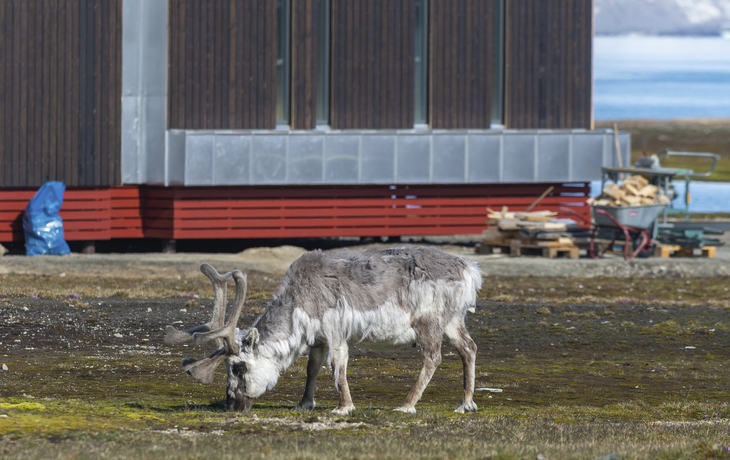 Ny Alesund, Spitzbergen
