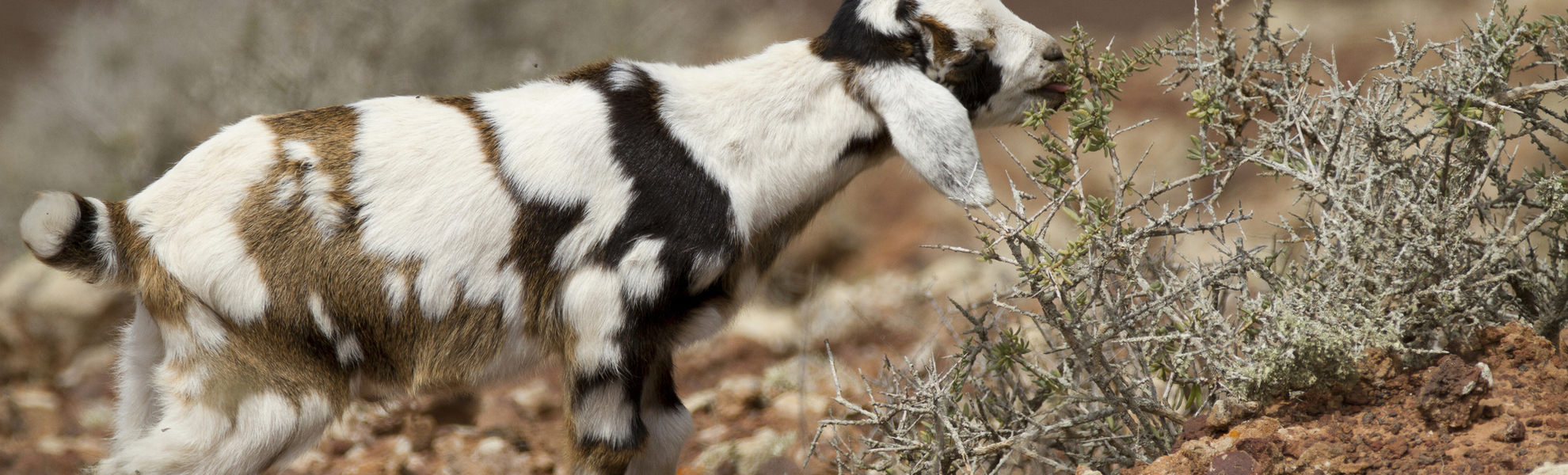 Ziege in der Natur auf den Kanaren, Spanien