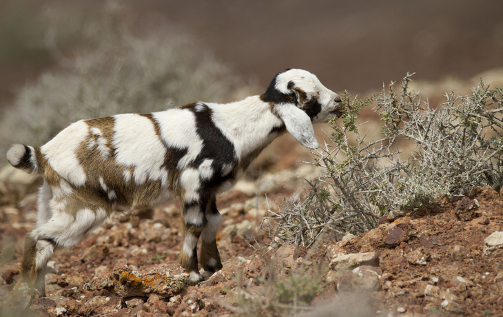 Ziege in der Natur auf den Kanaren, Spanien