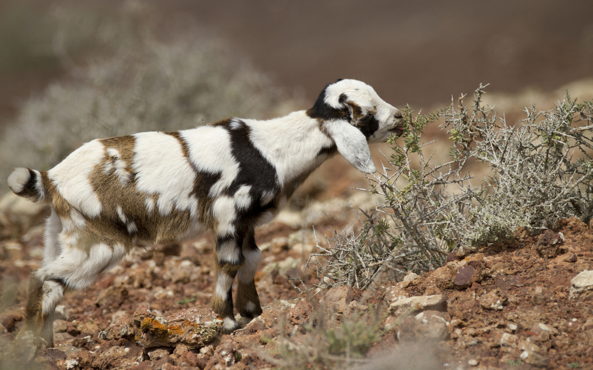 Ziege in der Natur auf den Kanaren, Spanien