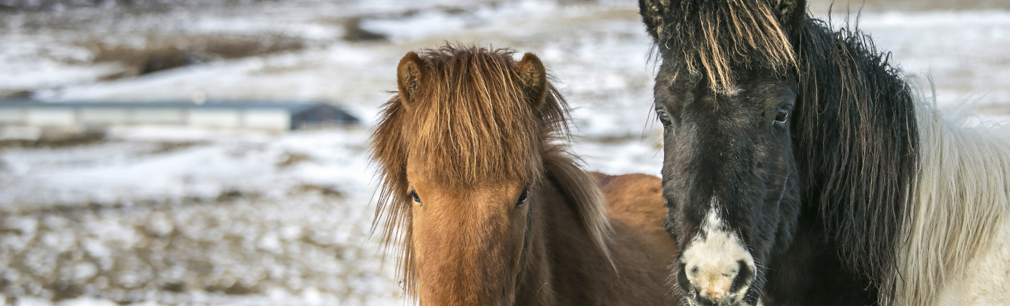 Islandpferde, Island