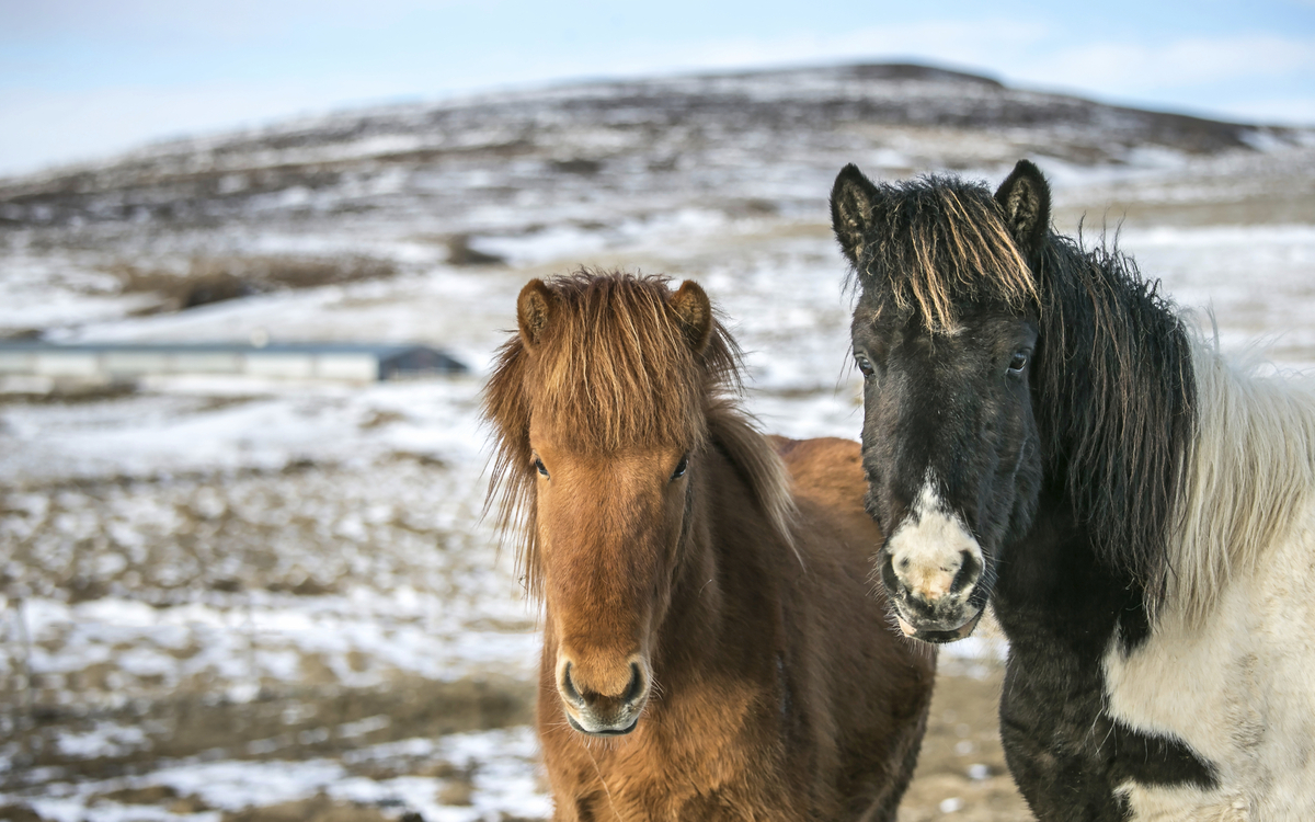 Islandpferde, Island