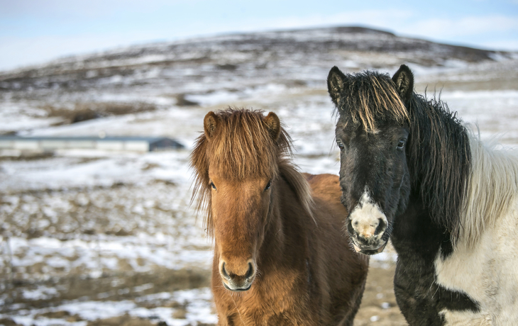 Islandpferde, Island