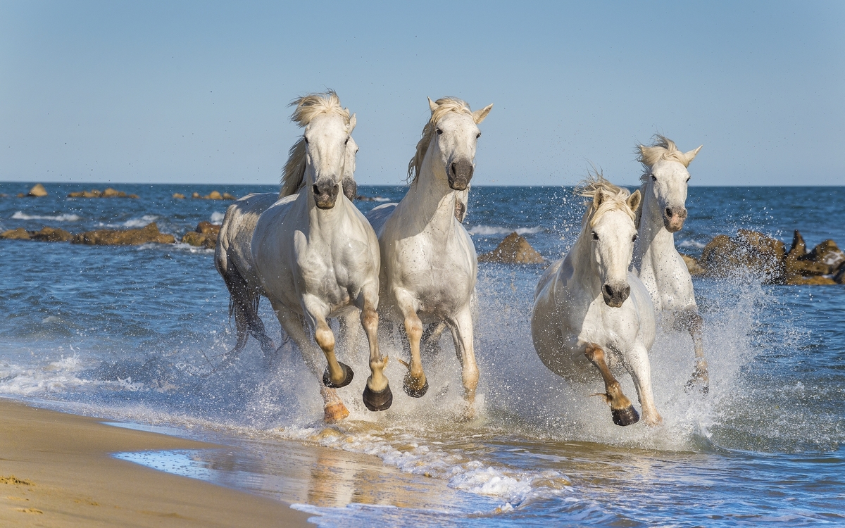 Pferde in der Camargue, Frankreich