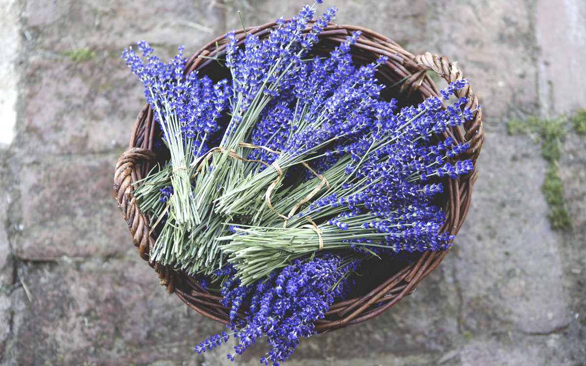 Korb mit getrocknetem Lavendel