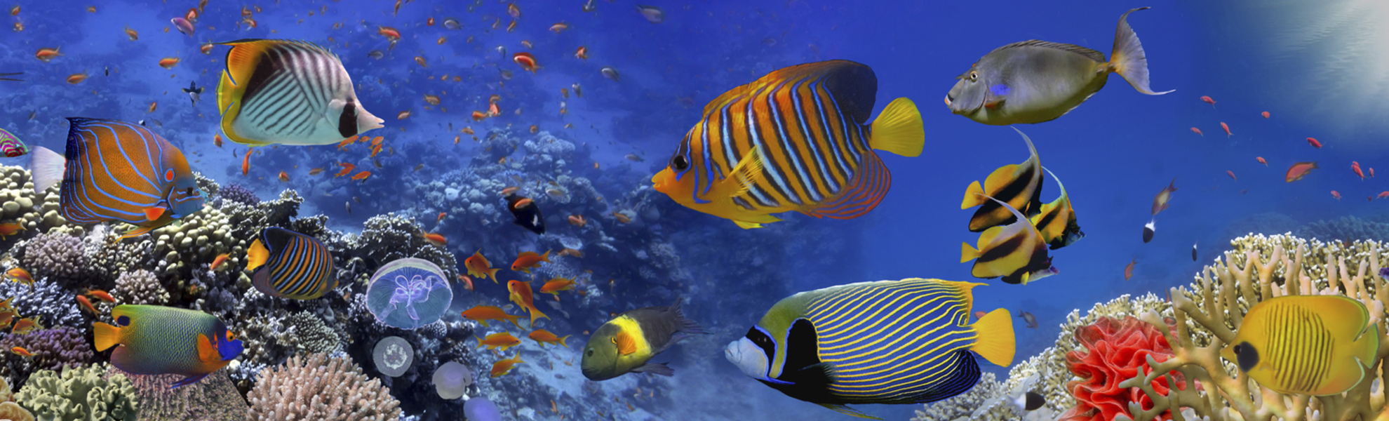 Unterwasserwelt im Roten Meer