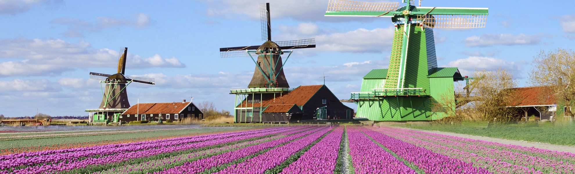 Windmuehle und Blumenfeld in Amsterdam, Niederlande