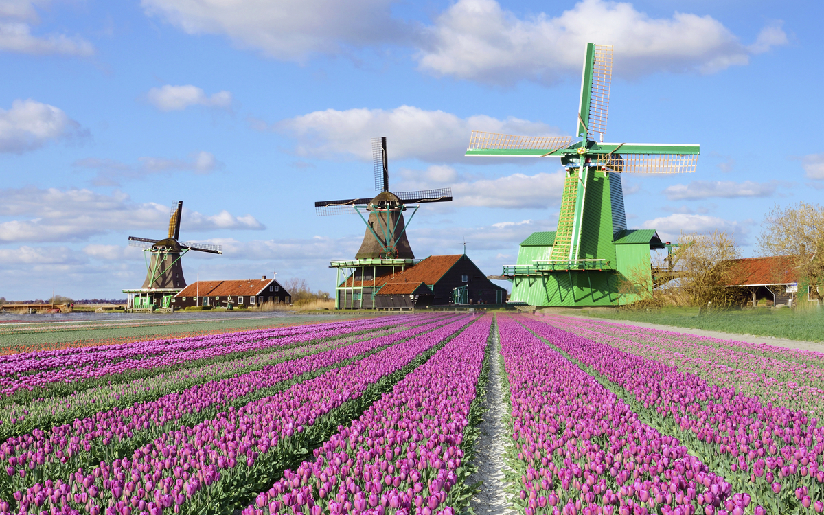 Windmuehle und Blumenfeld in Amsterdam, Niederlande