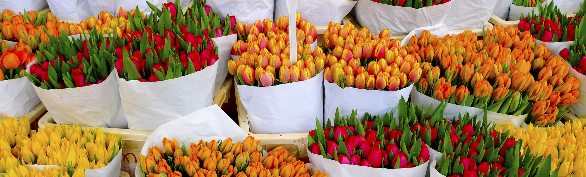 Tulpenmarkt in Amsterdam, Niederlande