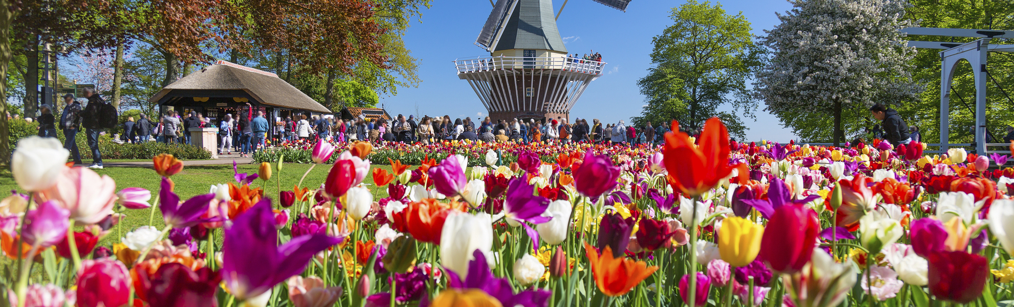 Blumenfeld vor der Windmühle in Lisse, Niederlande