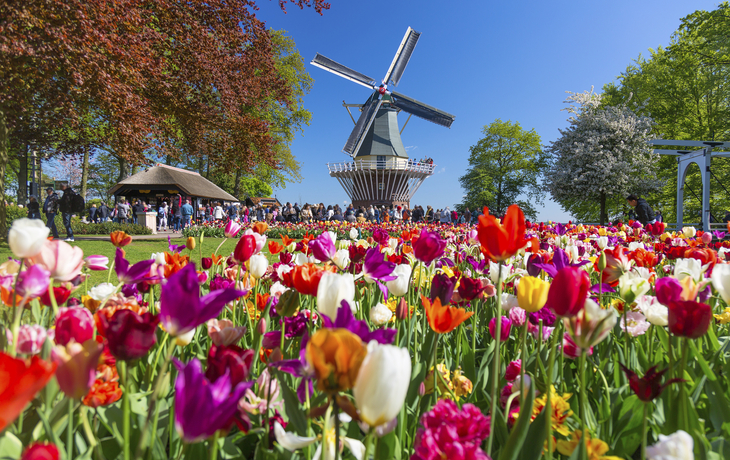 Blumenfeld vor der Windmühle in Lisse, Niederlande