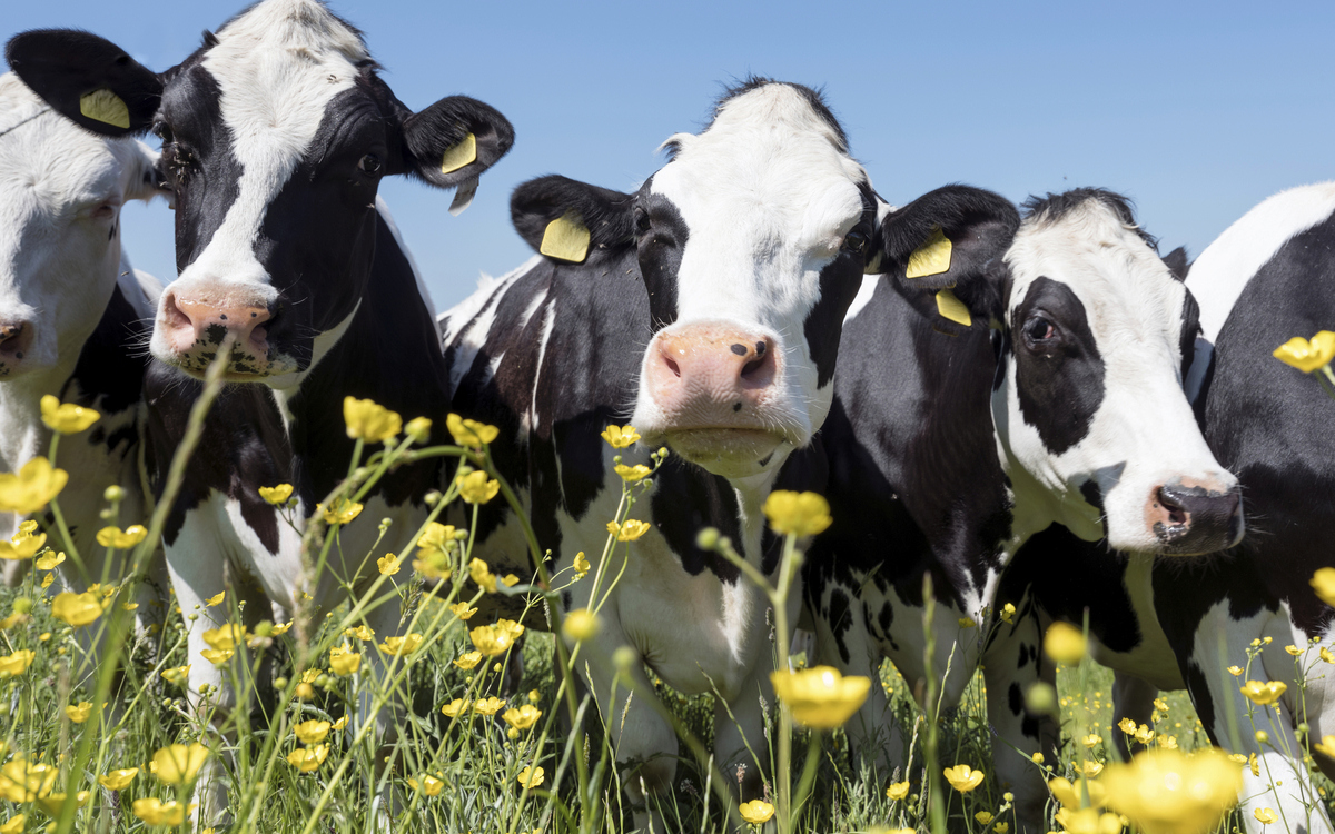 Kühe auf Blumenwiese