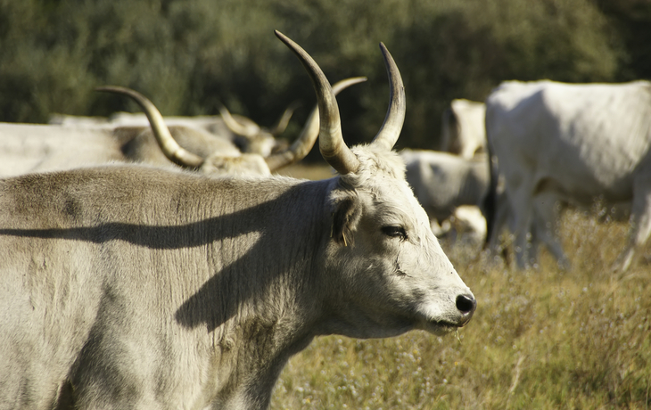 Rind auf dem Grasland 'Puszta', Ungarn
