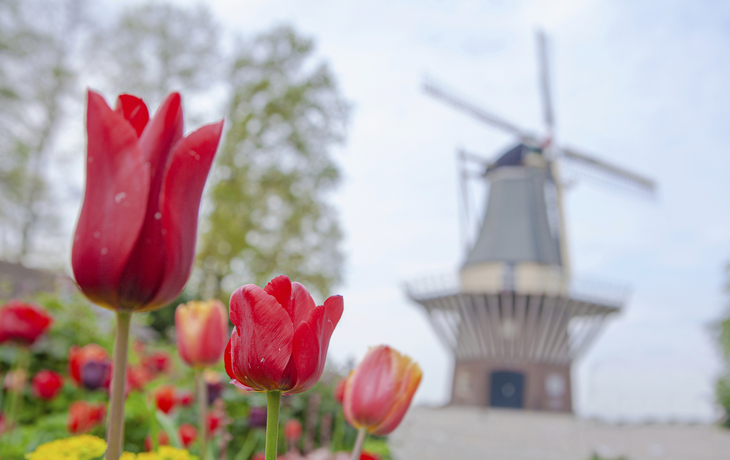 Keukenhof
