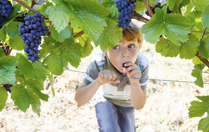 Kind isst Weintrauben, Deutschland