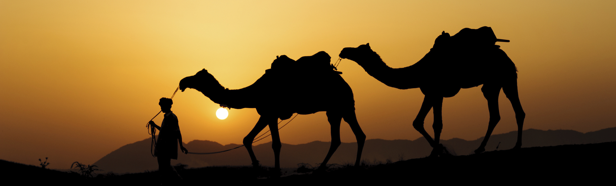 Kamele im Sonnenuntergang