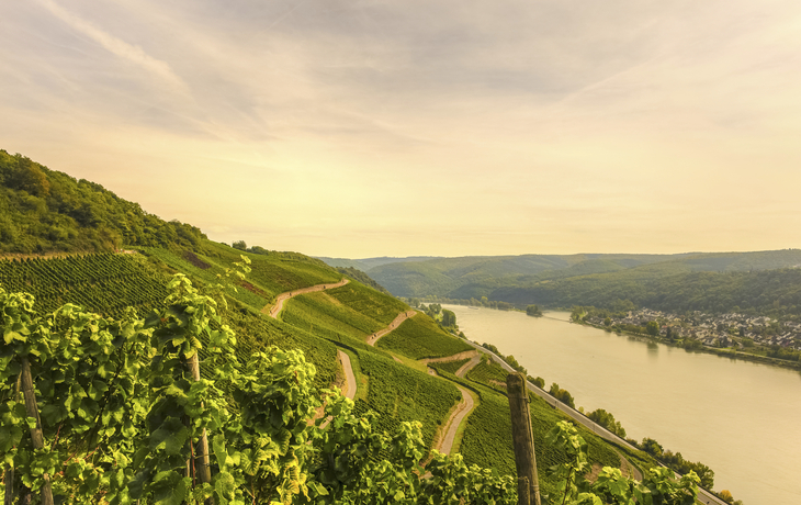 Dämmerung über Weinbergen, Deutschland