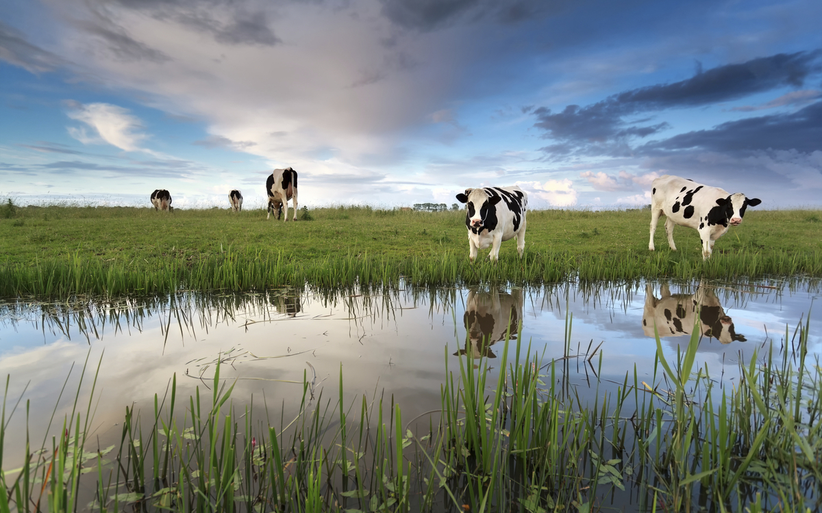 Kühe auf der Weide, Niederlande